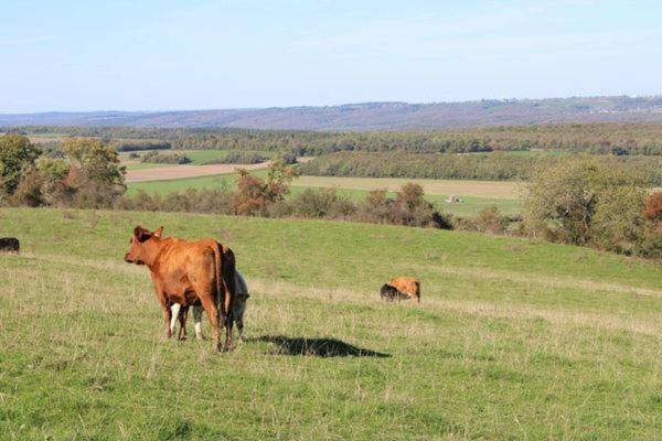 Au Chant Du Coq Wancennes Exteriör bild